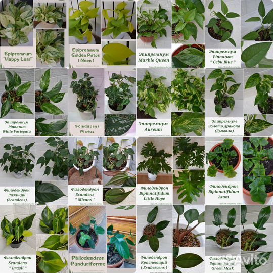 Филодендрон,Эпипремнум, Сциндапсус, Монстера