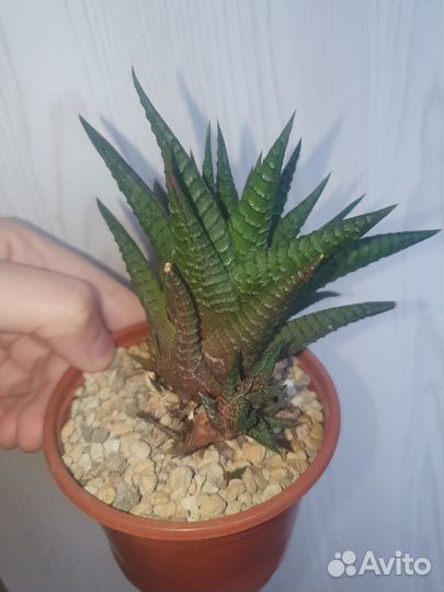 Детка хавортии лимифолия