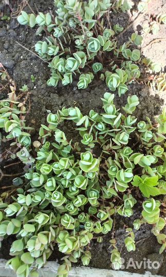 Молодило, очитки