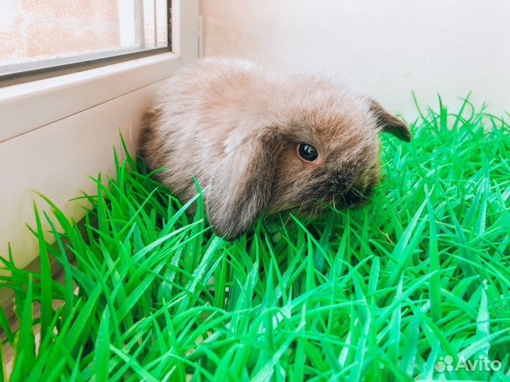 Карликовый кролик супер мини