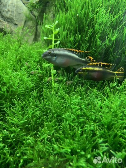 Пельвикахромис попугай (3-x месячные мальки)