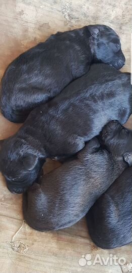 Щенки лабрадора