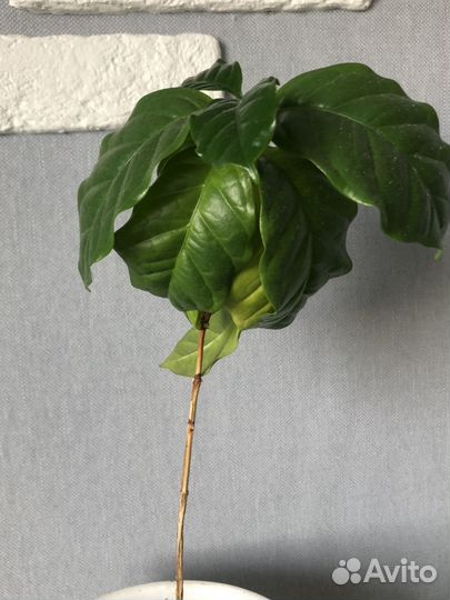 Кофе арабика