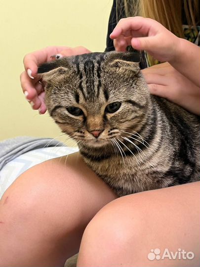 Котик замерзнет