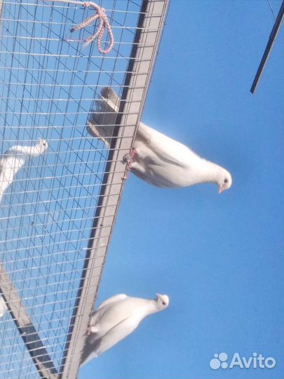 Голуби белые