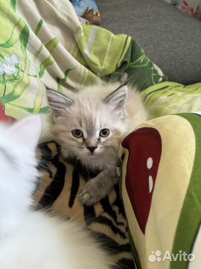 Котята отдам даром