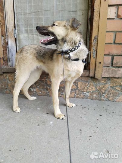 Собака в добрые руки отдам