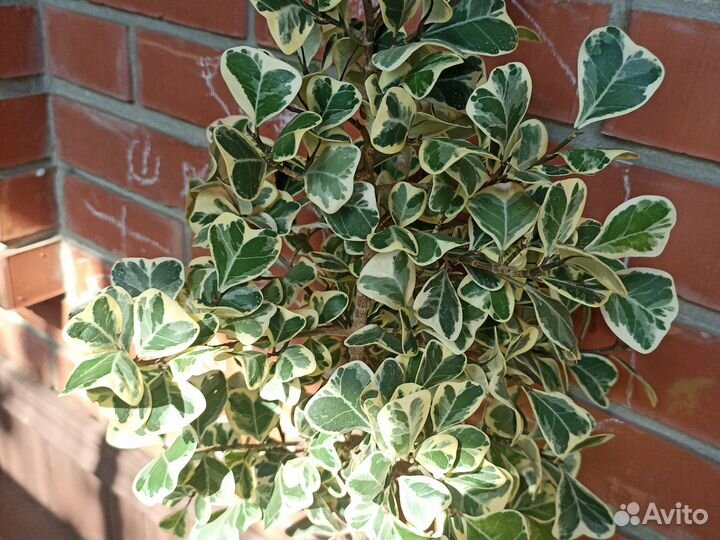 Фикус Триангулярис