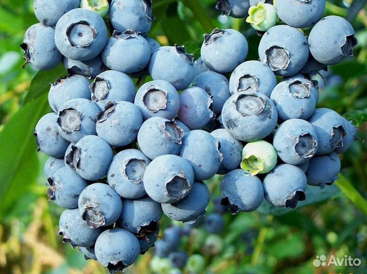 Голубика сорт Аврора