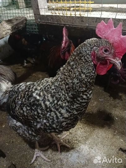 Молодые петухи