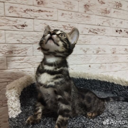 Бенгальская кошка