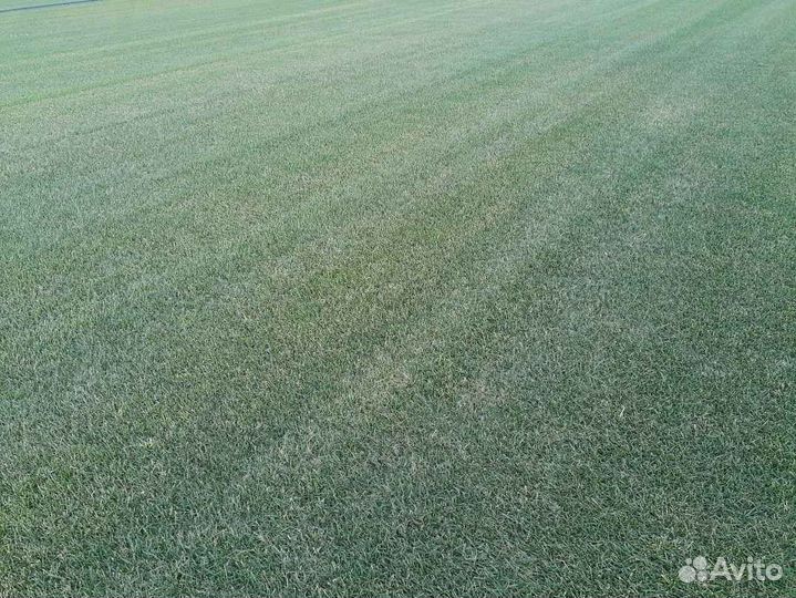 Рулонный газон напрямую от производителя
