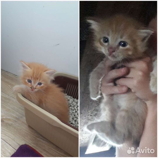 Рыжий котенок