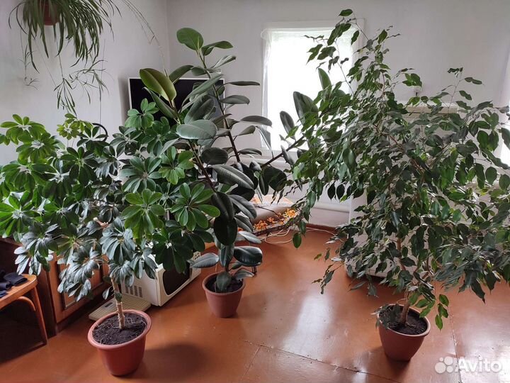 Бенджамина