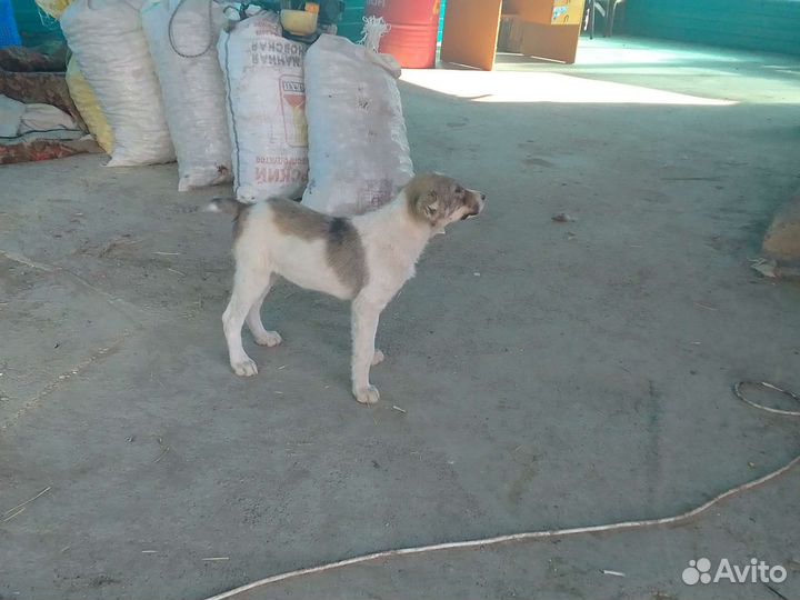 Щенки алабая