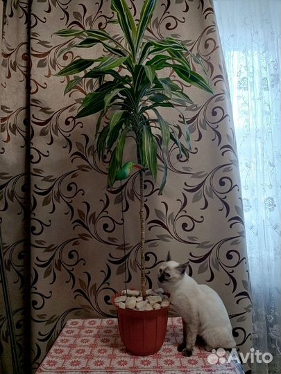 Драцена широколистная