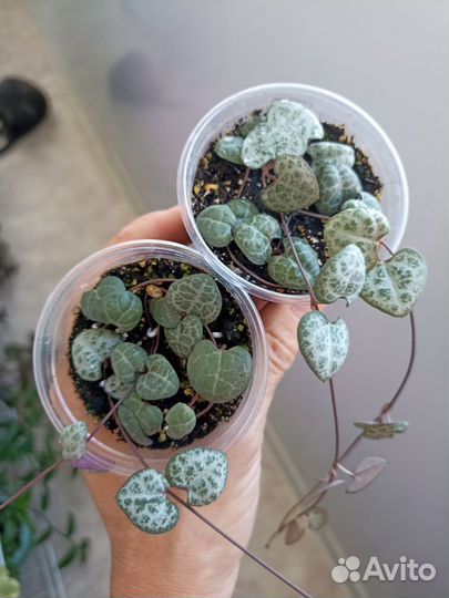 Фикус Пумила 2 сорта, Церопегия 3 сорта, и др