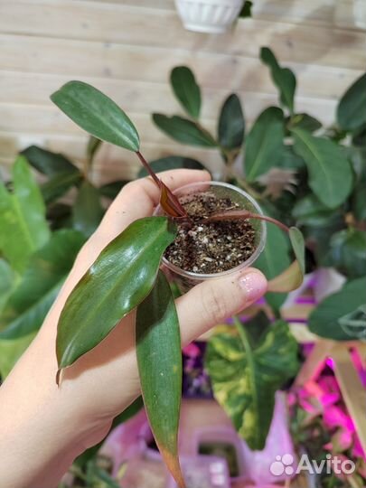 Комнатные растения и цветы