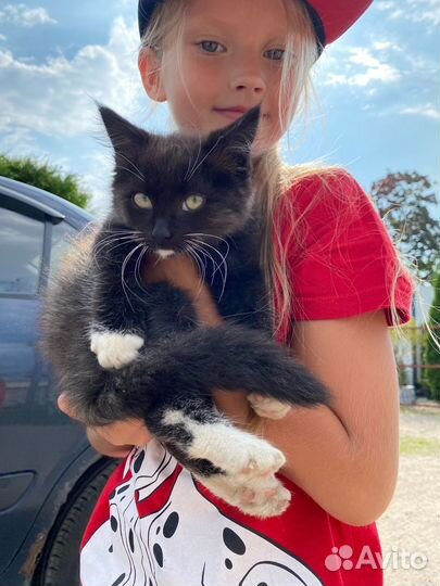 Котеночек в добрые руки