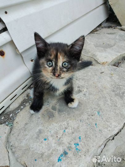 Кошки в добрые руки