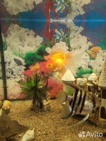 Аквариум