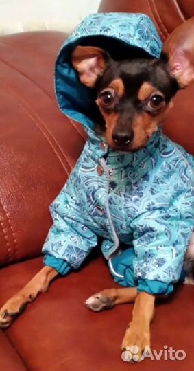 Одежда и обувь на маленькую собачку