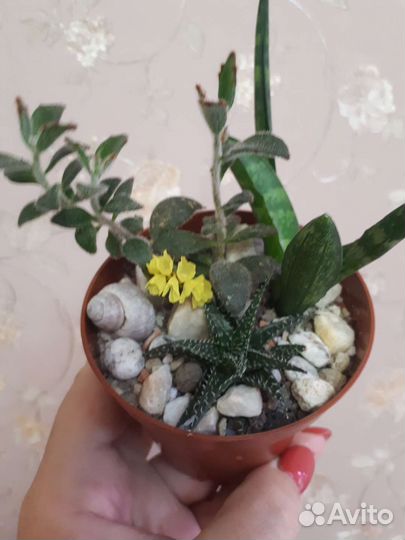 Суккуленты