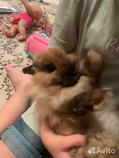 Карликовый кролик