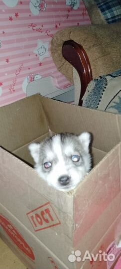 Щенки хаски