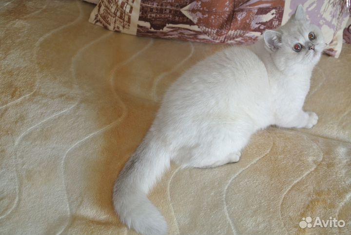 Британская кошка