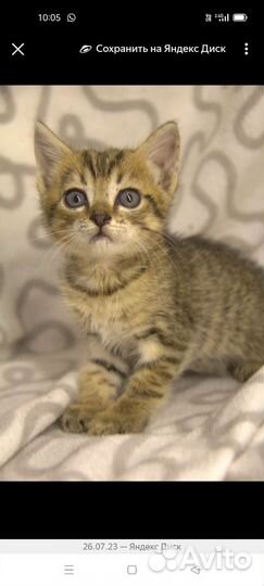 Котята в дар