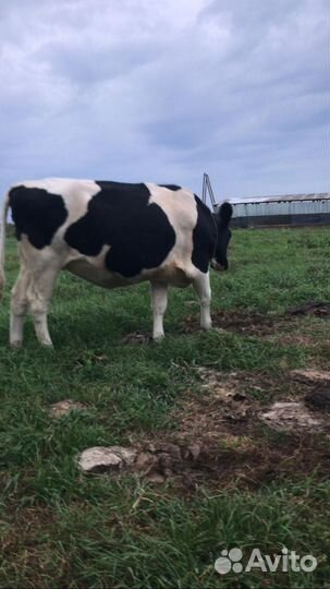Телки стельные и коровы стельные, дойные