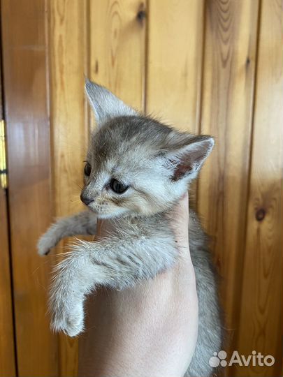 Котята чаузи