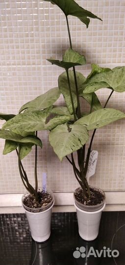 Сингониумы сортовые 1