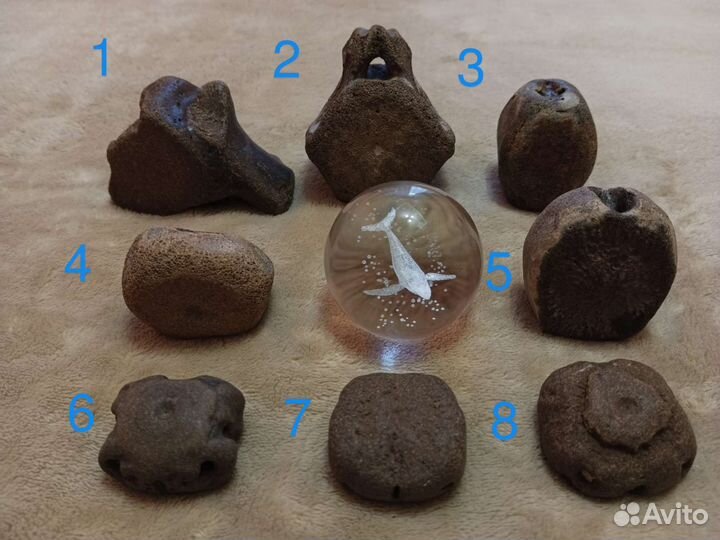 Позвонок кита окаменелости