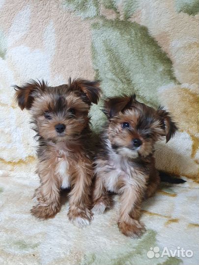 Йорк (золотой йорк)мини стандарт