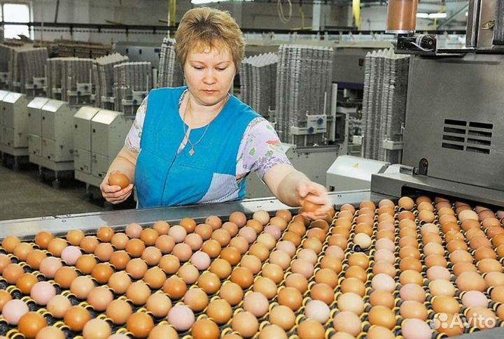 Работники на птицефабрику вахтовым методом