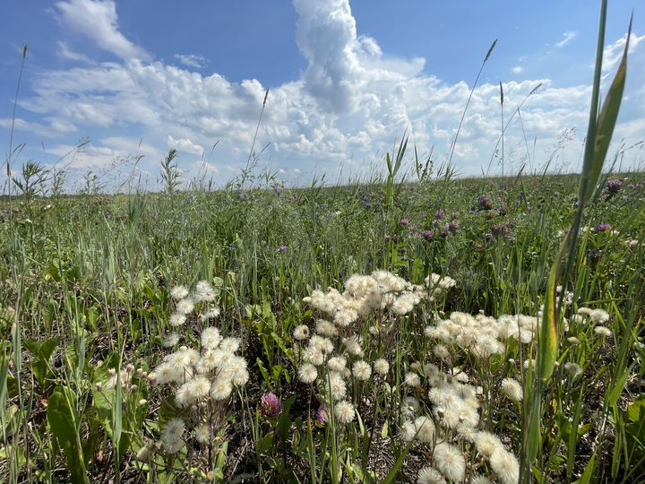 Участок 6,5 сот. (ИЖС)