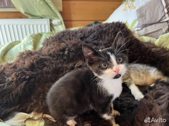 Котята в добрые руки бесплатно