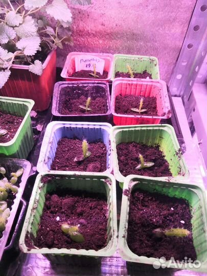 Питахайя саженцы(рассада) в отдельных горшочках