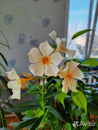 Олиандр жёлтый