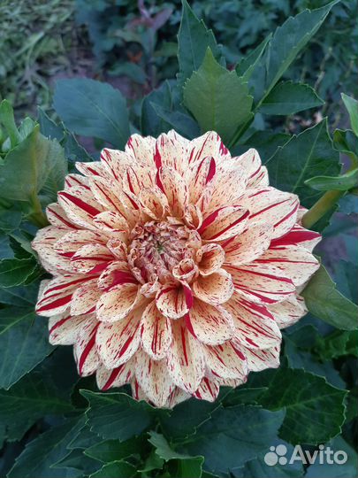 Георгины корнем