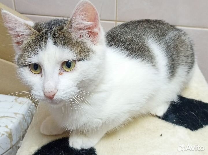 Котенок Анфиса