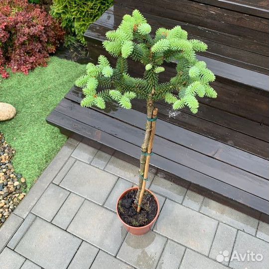 Пихта испанская (сорт 'Horstmann') штамб