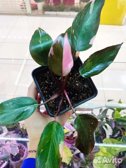 Филодендрон розовая принцесса