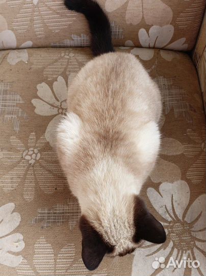 Молодая кошечка