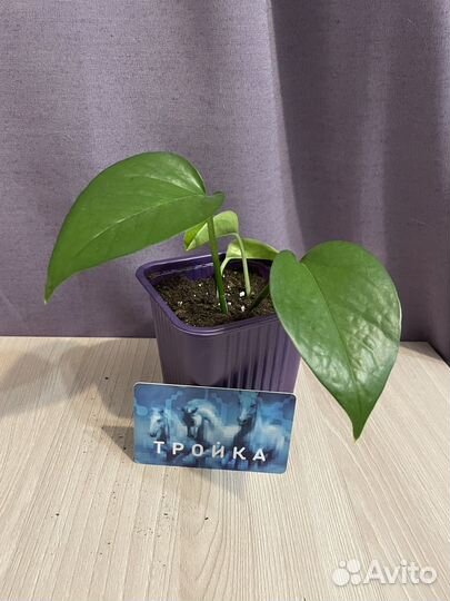 Эпипремнум марбл квин (Сциндапсус)