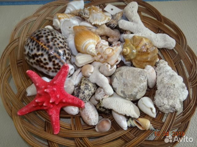 Морская коллекция (Индийский океан)