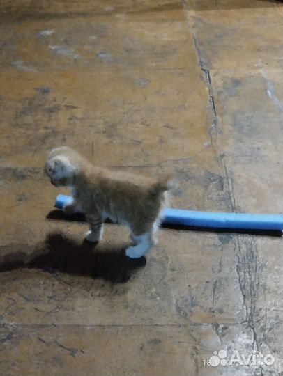 Продам британских котят