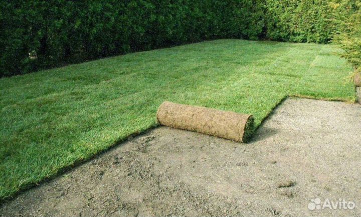 Рулонный газон от производителя стандарт